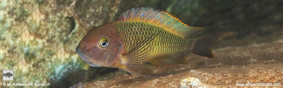 Tropheus moorii 'Kalala Island'