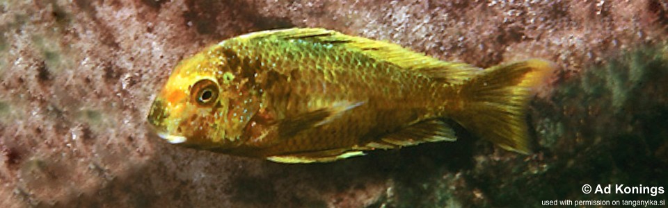 Tropheus moorii 'Kalambo Lodge' Kushangaza<br><font color=gray>Golden Kalambo</font>