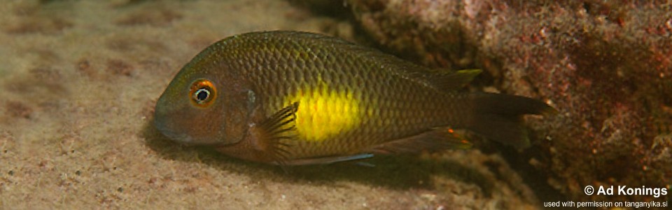 Tropheus moorii 'Kalambo Lodge'<br><font color=gray>Chisanza Moorii</font>