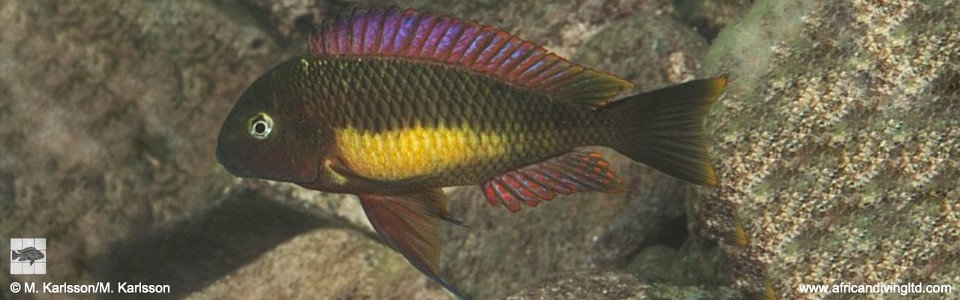 Tropheus moorii 'Kalubale'<br><font color=gray>Red Rainbow</font>