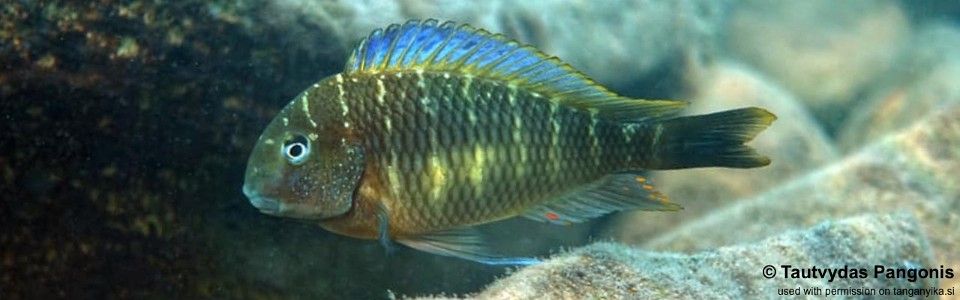 Tropheus moorii 'Kalyeza Bay'