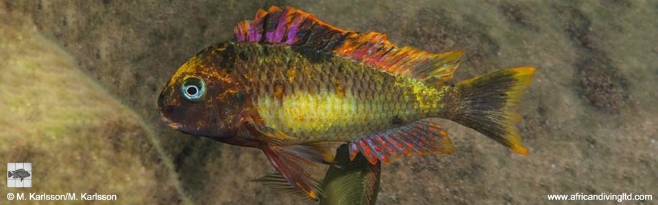 Tropheus moorii 'Kambwimba' Kushangaza