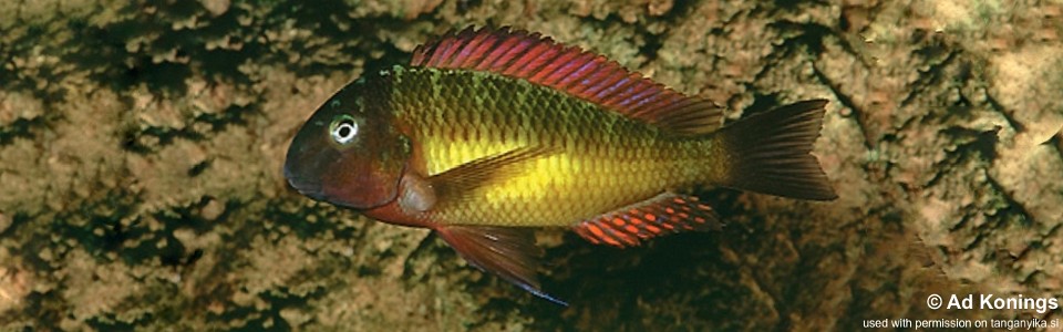 Tropheus moorii 'Kambwimba'<br><font color=gray>Red Rainbow</font>