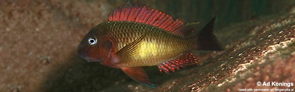 Tropheus moorii 'Kantalamba'<br><font color=gray>Red Rainbow</font>