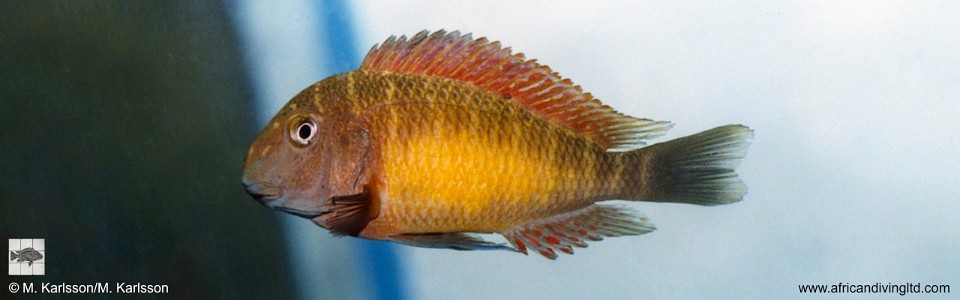 Tropheus moorii 'Kapere'<br><font color=gray>Red Rainbow</font>