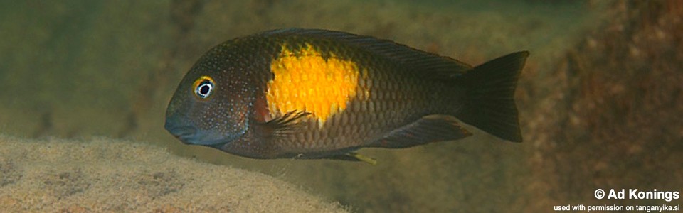 Tropheus moorii 'Kasakalawe'<br><font color=gray>Sunset Moorii</font> 