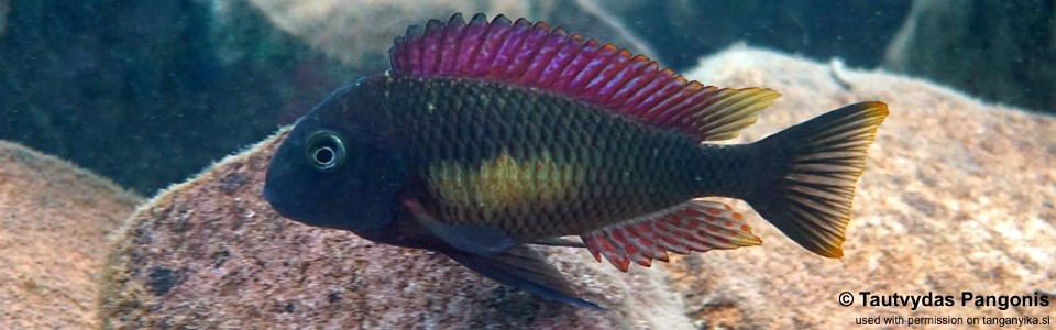 Tropheus moorii 'Kasanga'<br><font color=gray>Red Rainbow</font>