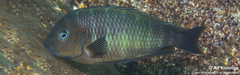 Tropheus moorii 'Katale Bay'