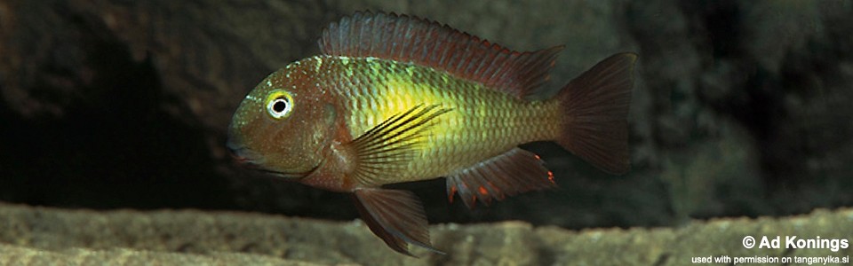 Tropheus moorii 'Katoto'