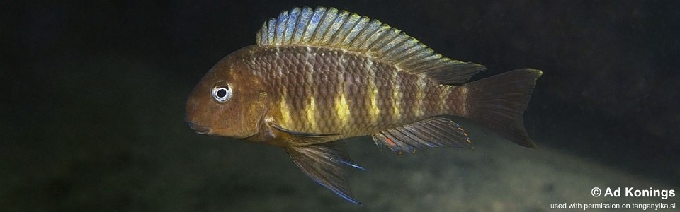 Tropheus moorii 'Kisambala'