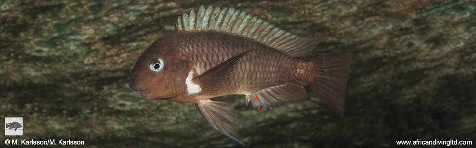 Tropheus moorii 'Kisi Island'