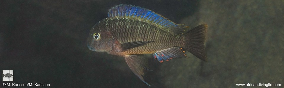 Tropheus moorii 'Kitango Rocks'