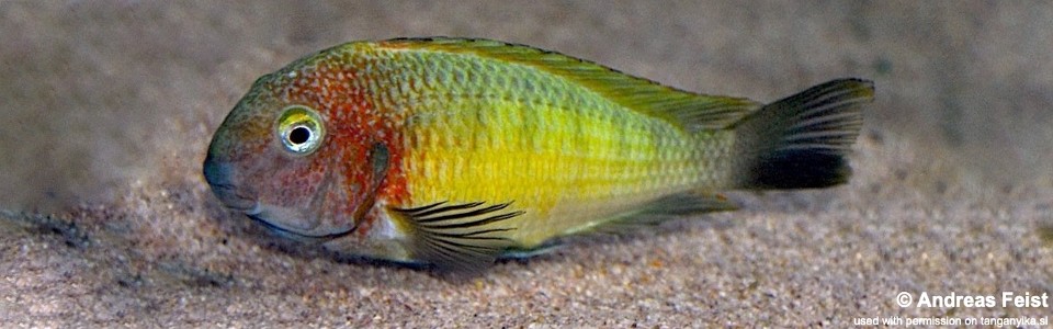 Tropheus moorii 'Linangu'<br><font color=gray>Yellow Rainbow</font> 