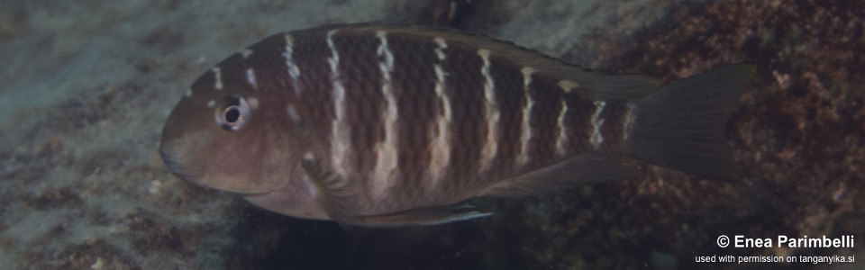 Tropheus moorii 'Lupote Bay'