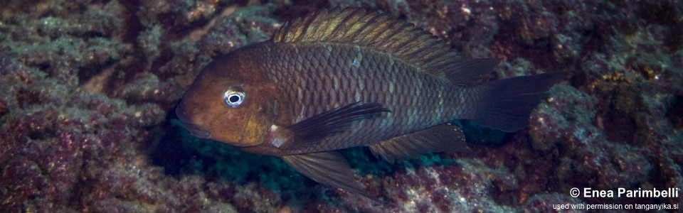 Tropheus moorii 'Lupote Rocks'