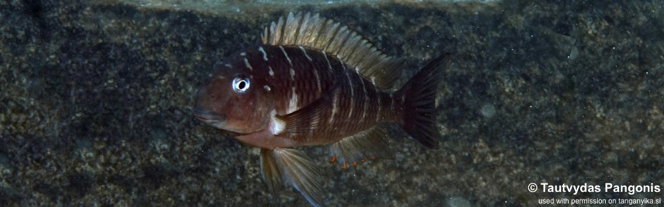 Tropheus moorii 'Lwilwi Island'