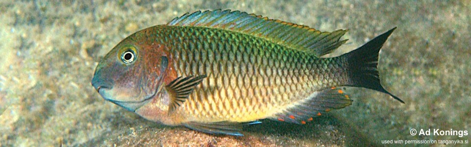 Tropheus moorii 'Maleza (Mamalesa) Island'