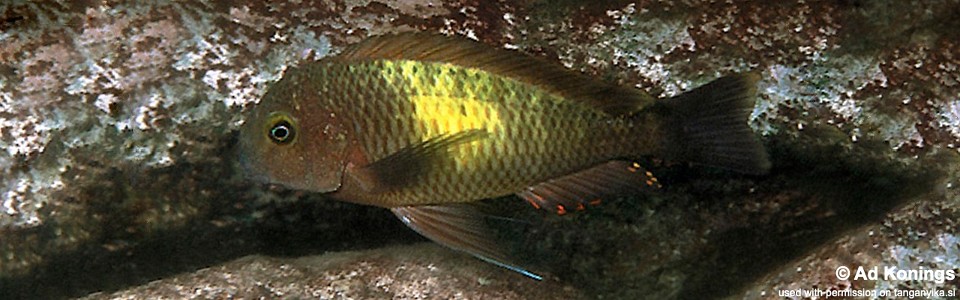 Tropheus moorii 'Mbita Island'<br><font color=gray>Lemon spot Moorii</font> 