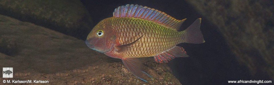 Tropheus moorii 'Molwe'