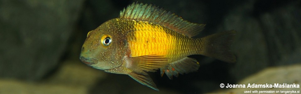 Tropheus moorii 'Mpulungu'<br><font color=gray>Lemon spot Moorii</font> 