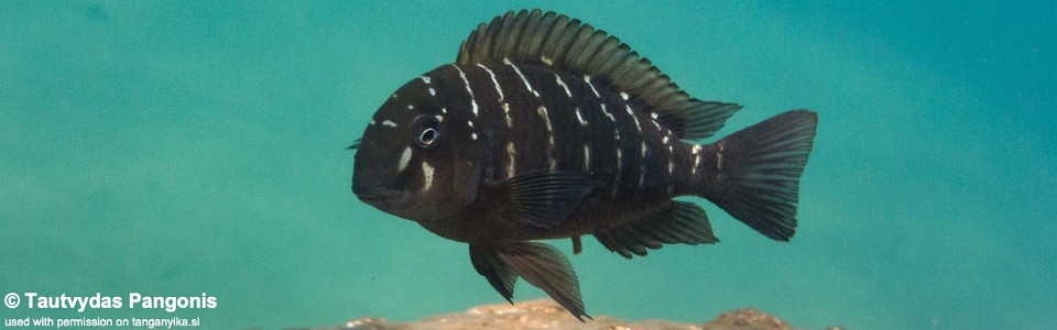 Tropheus moorii 'Mtego Bay'