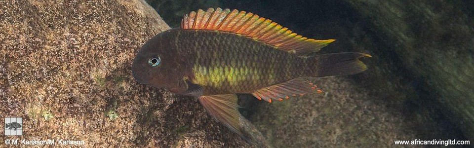 Tropheus moorii 'Mtosi' (Red Namansi)