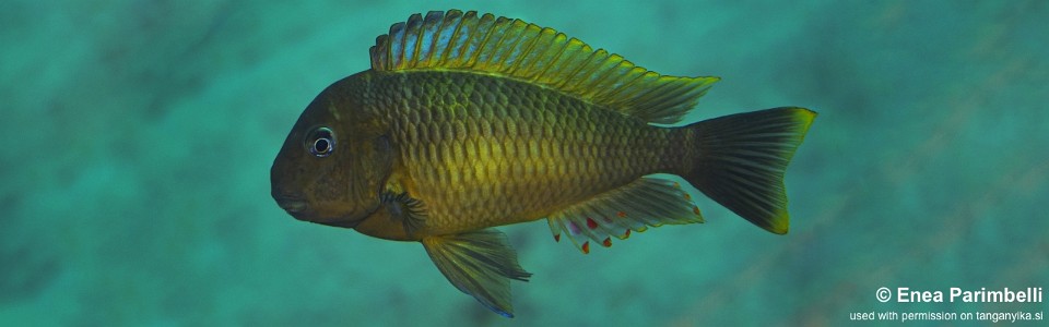 Tropheus moorii 'Mtosi'