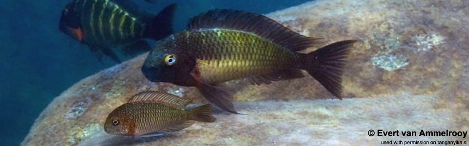 Tropheus moorii 'Mulyma'<br><font color=gray>Blue Rainbow</font> 