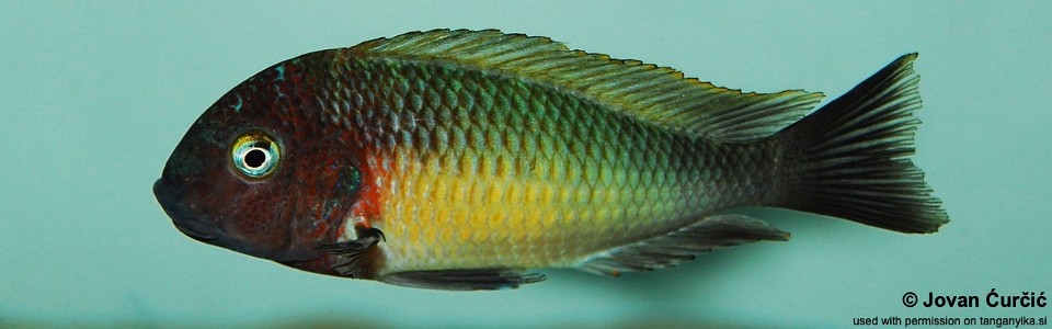 Tropheus moorii (Musanga)<br><font color=gray>Yellow Rainbow</font> 