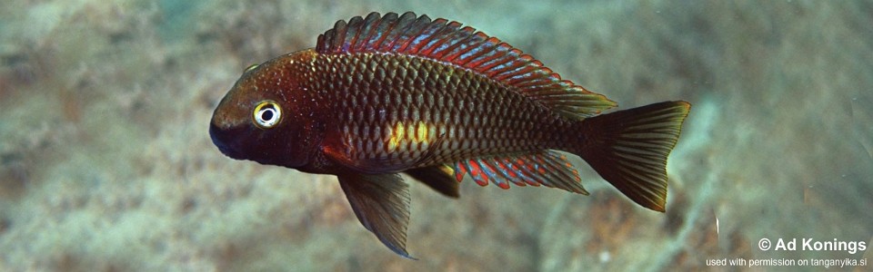 Tropheus moorii 'Muzi'<br><font color=gray>Cherry Rainbow</font> 