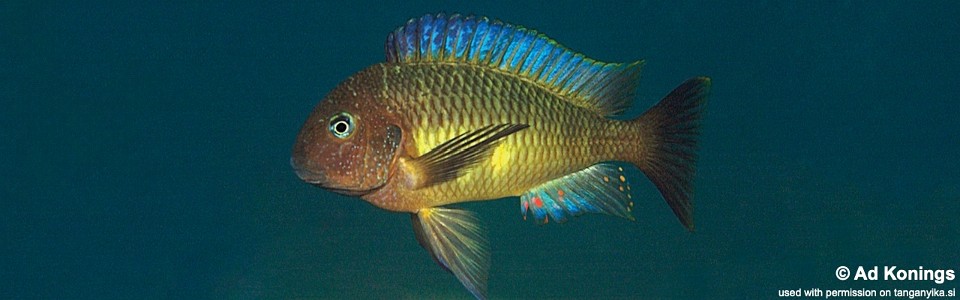 Tropheus moorii 'Mwinza'