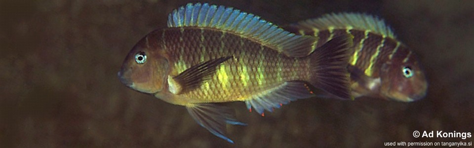 Tropheus moorii 'Namansi'