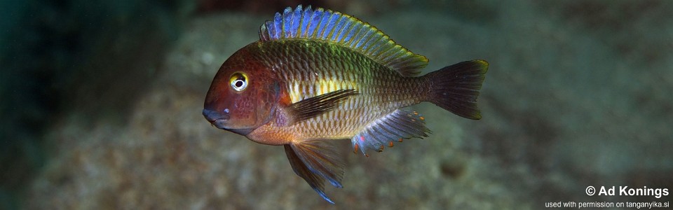 Tropheus moorii 'Nausingili Island'