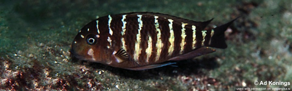 Tropheus moorii 'Ninde'