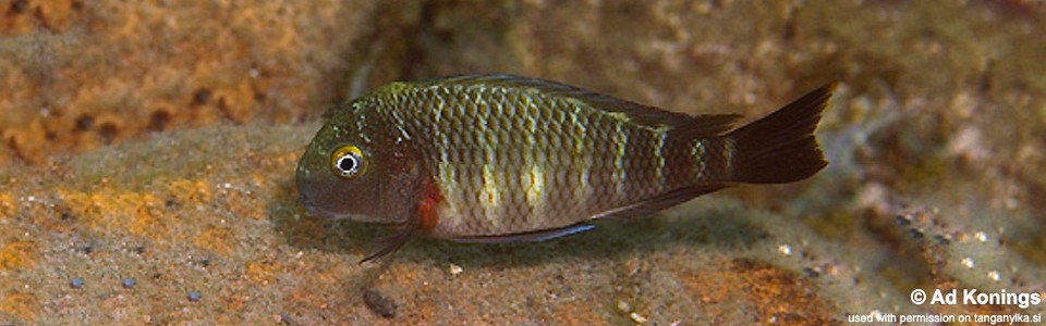 Tropheus moorii 'Nzwema'