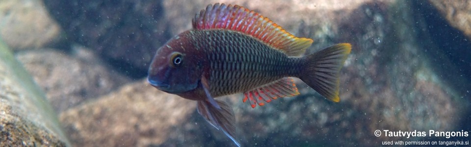 Tropheus moorii 'Samazi'