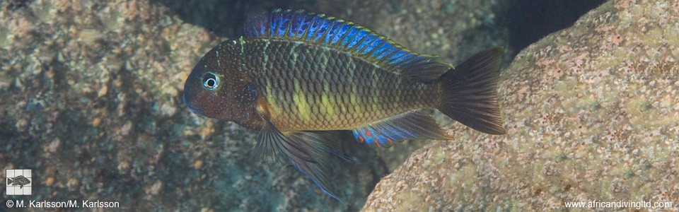 Tropheus moorii 'Taala (Lusembwa) Point'