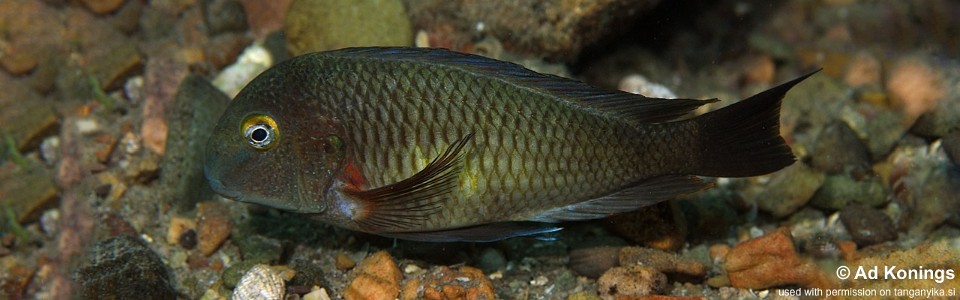 Tropheus moorii 'Tongwa'