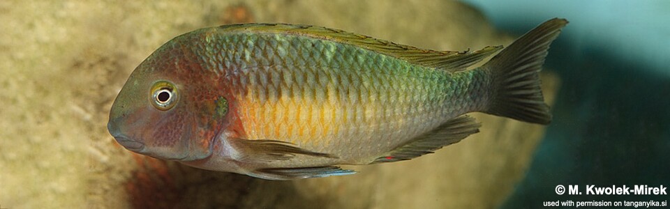 Tropheus moorii (Chilambo) - Yellow Rainbow