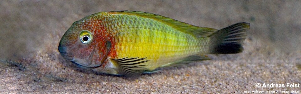 Tropheus moorii 'Linangu' - Yellow Rainbow