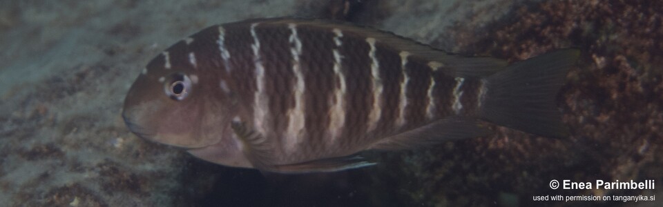 Tropheus moorii 'Lupote Bay'