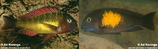 Tropheus moorii