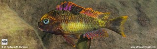 Tropheus moorii 'Kambwimba' Kushangaza.jpg