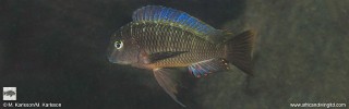 Tropheus moorii 'Kitango Rocks'.jpg