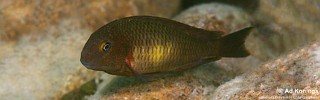 Tropheus moorii 'Kombe'.jpg