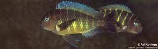 Tropheus moorii 'Namansi'.jpg