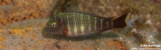 Tropheus moorii 'Nzwema'.jpg