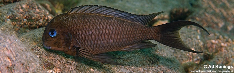 Tropheus polli 'Kalugunga' <br><font color=gray>Tropheus annectens 'Kalugunga'</font> 