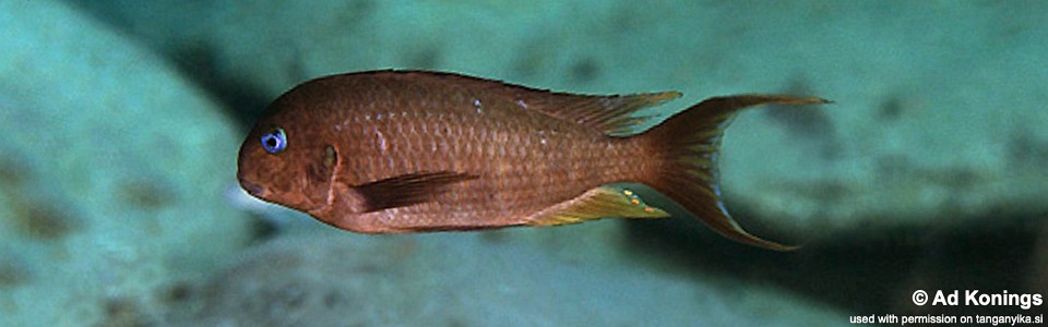 Tropheus polli 'Karilani Island' <br><font color=gray>Tropheus annectens 'Karilani Island'</font> 