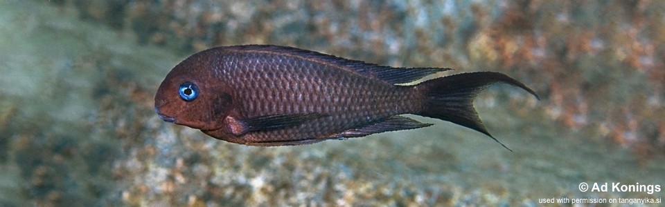 Tropheus polli 'Kasongola' <br><font color=gray>Tropheus annectens 'Kasongola'</font> 